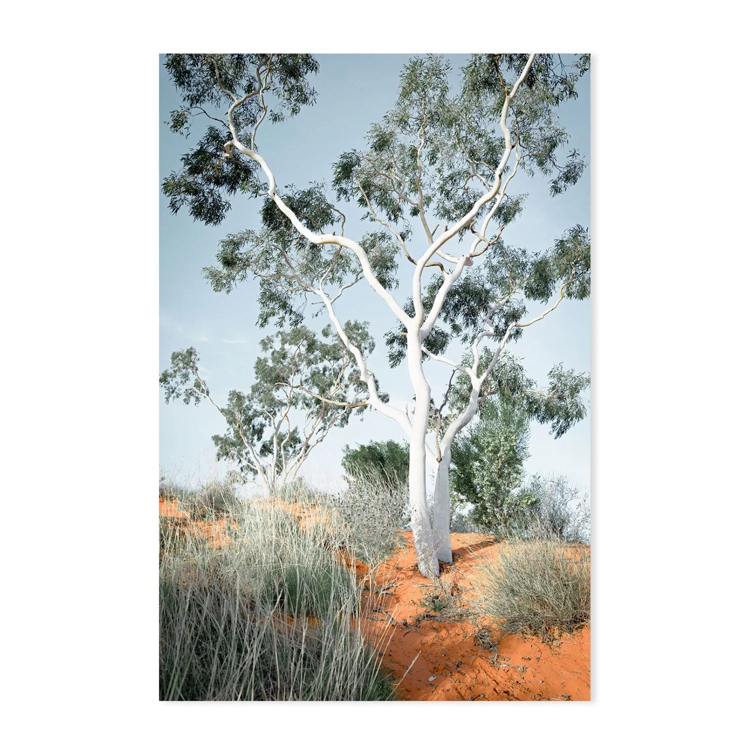 Australian Gum Tree