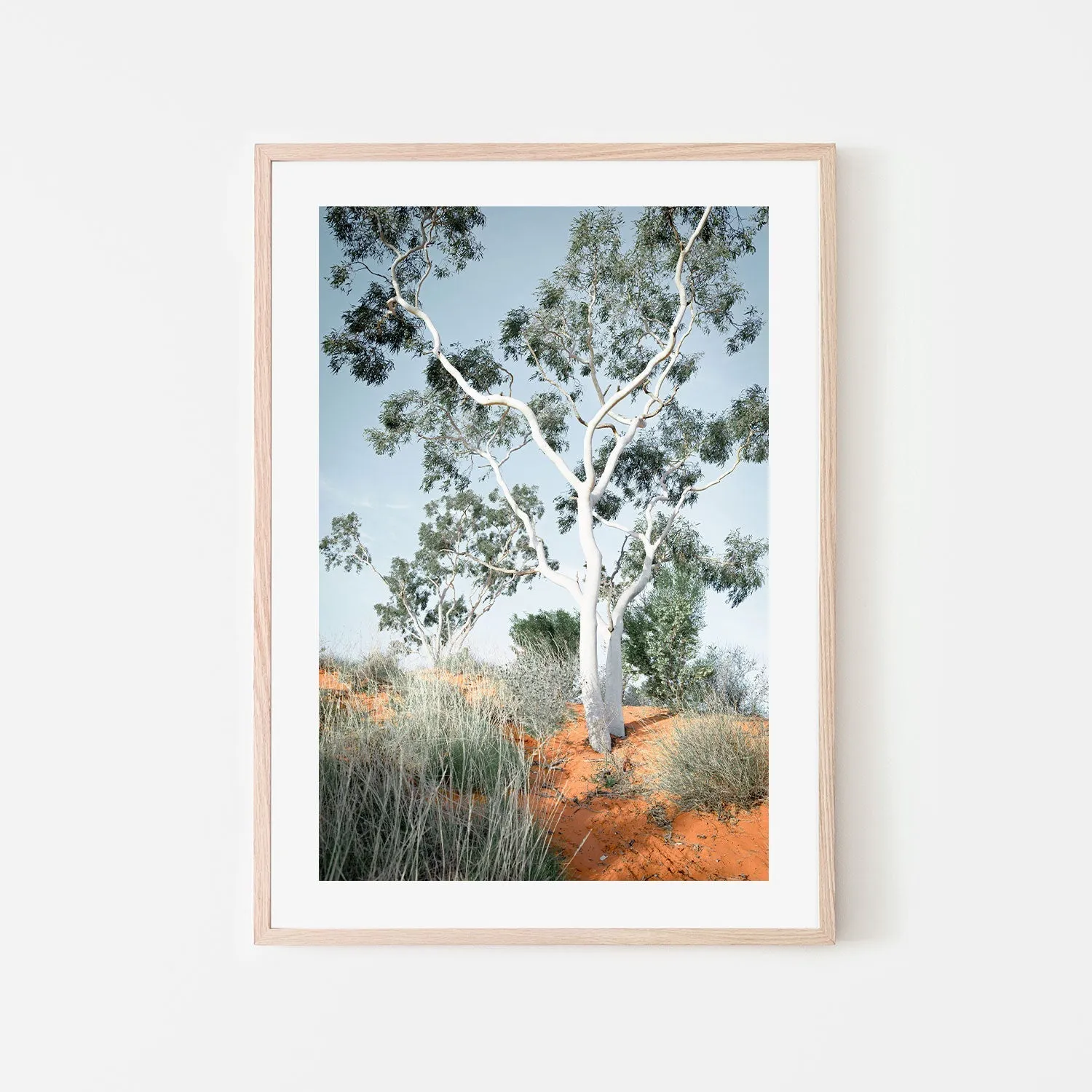 Australian Gum Tree