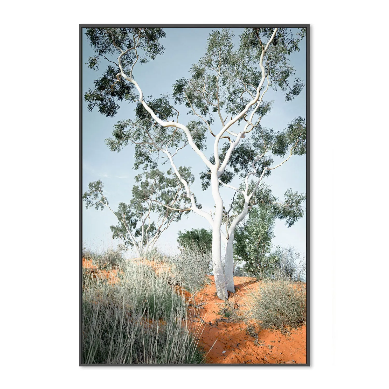 Australian Gum Tree