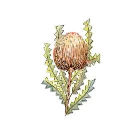 Banksia Serrata , By Jessie Mitchelson