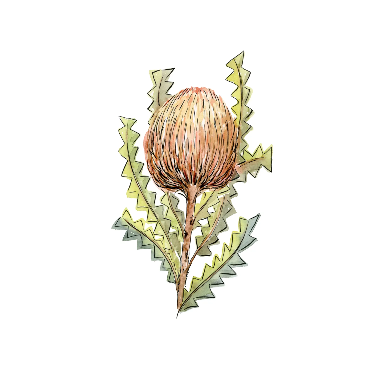 Banksia Serrata , By Jessie Mitchelson