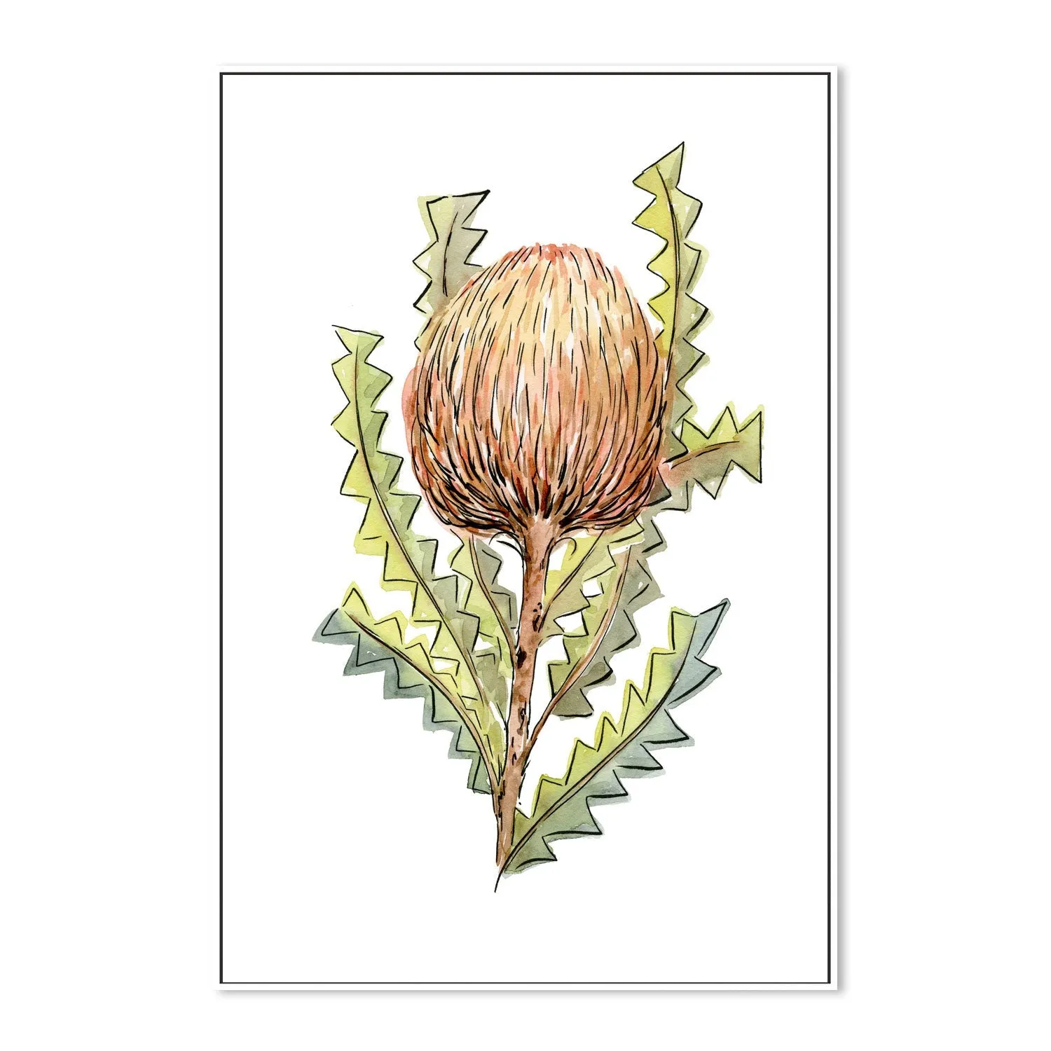 Banksia Serrata , By Jessie Mitchelson