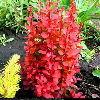 Barberry Shrub Sunjoy Orange Pillar 1g