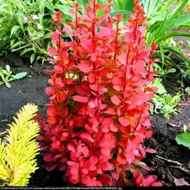 Barberry Shrub Sunjoy Orange Pillar 1g