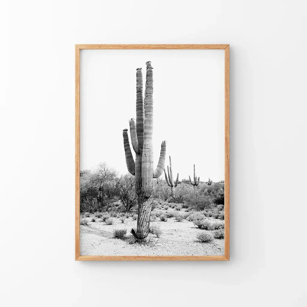 Black White Saguaro Cactus Poster. Arizona Desert Nature