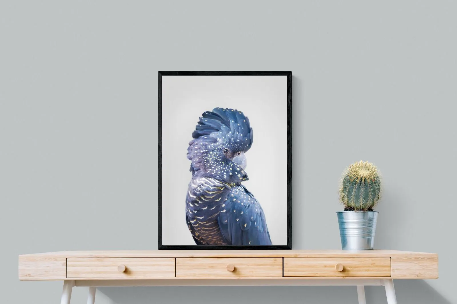 Blue Cockatoo