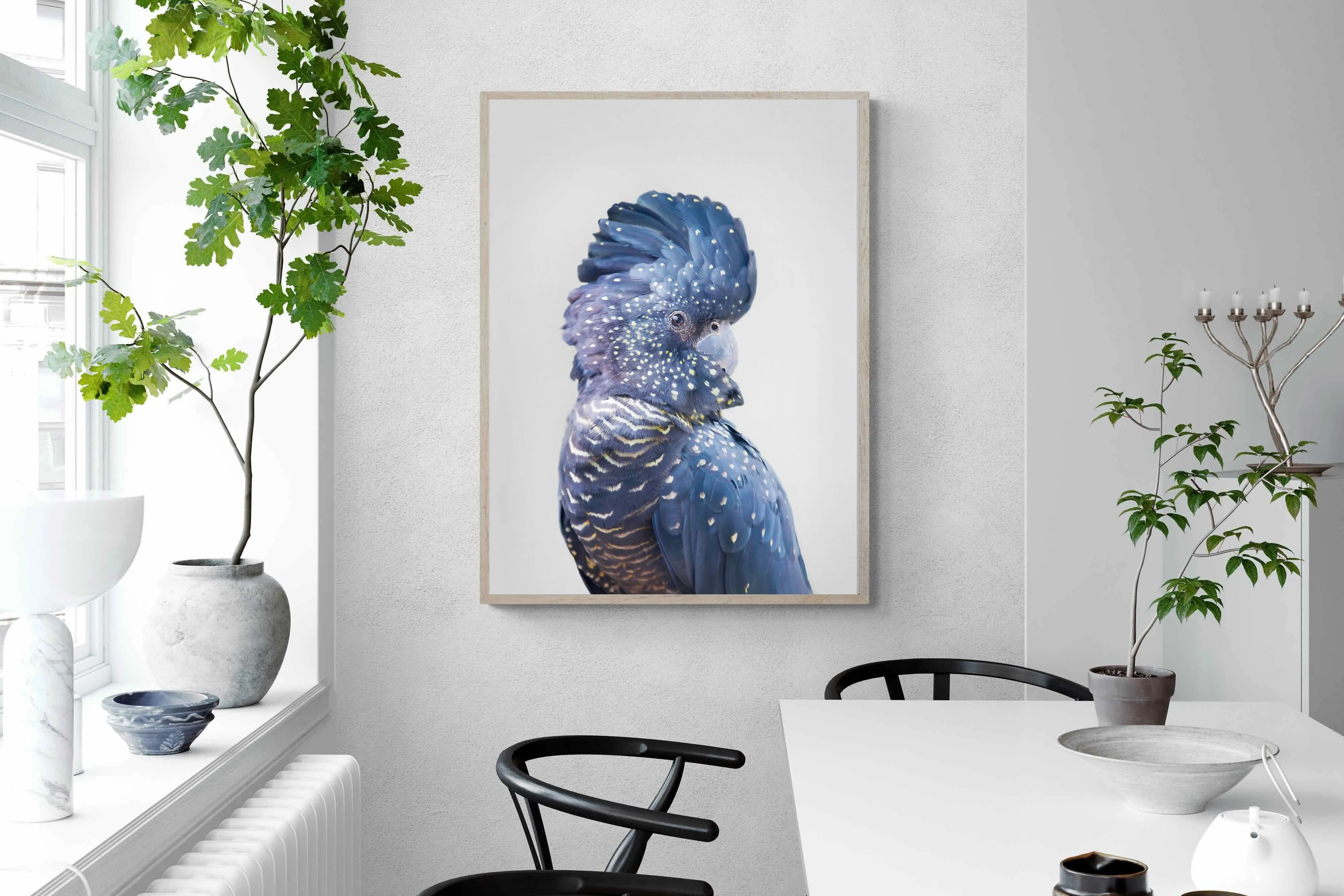 Blue Cockatoo