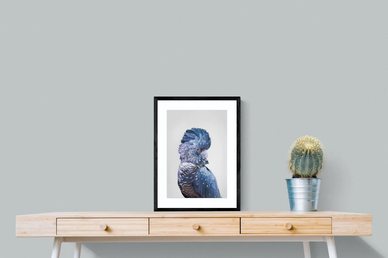 Blue Cockatoo