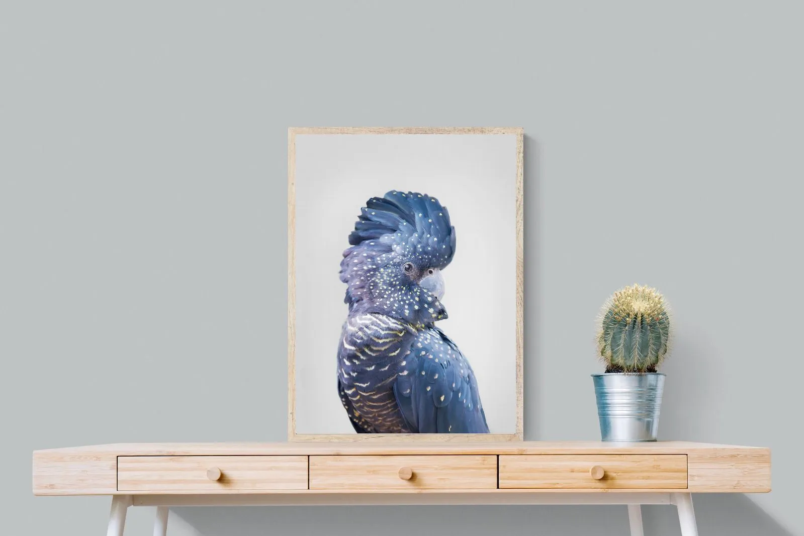 Blue Cockatoo