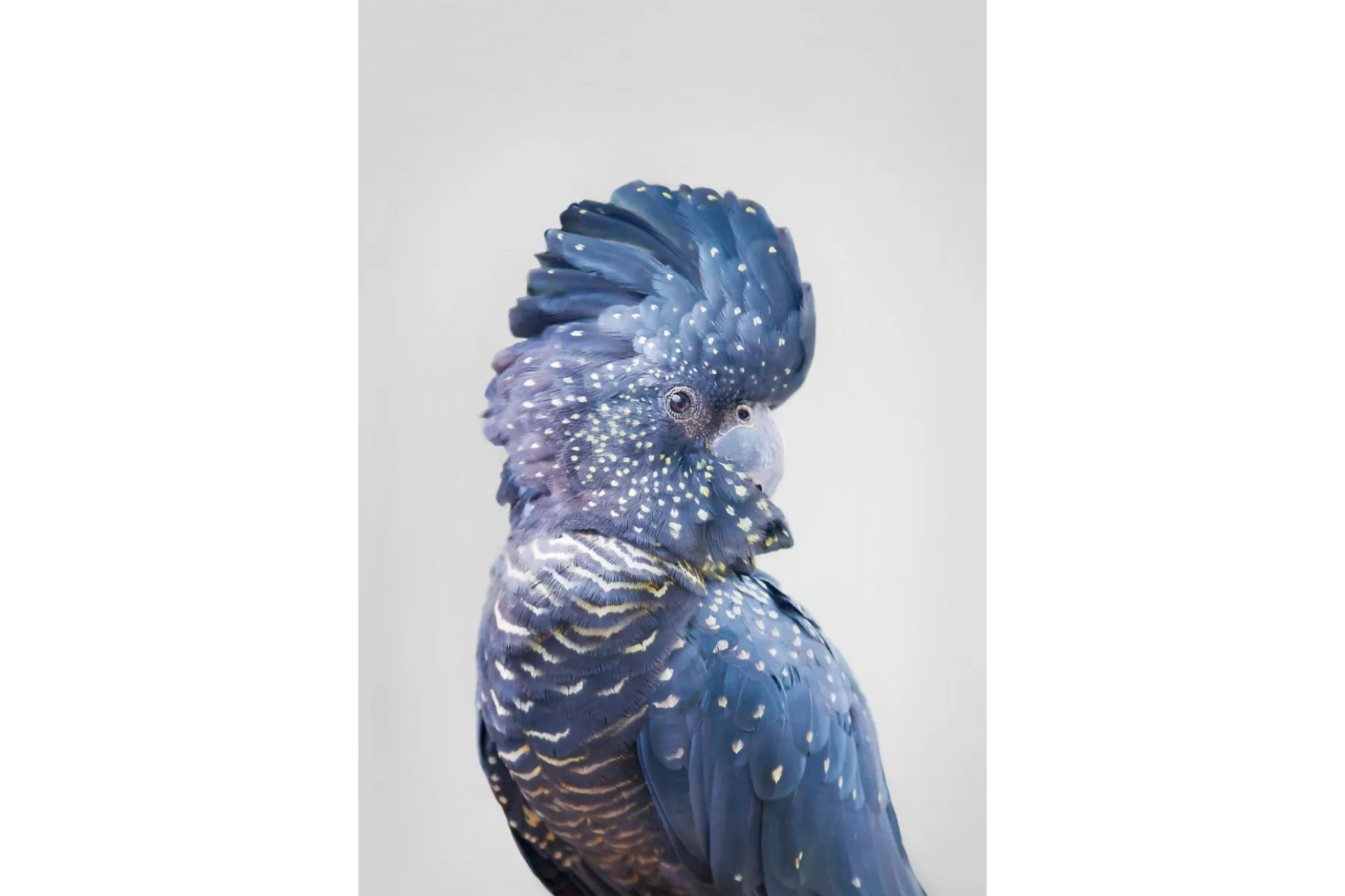 Blue Cockatoo