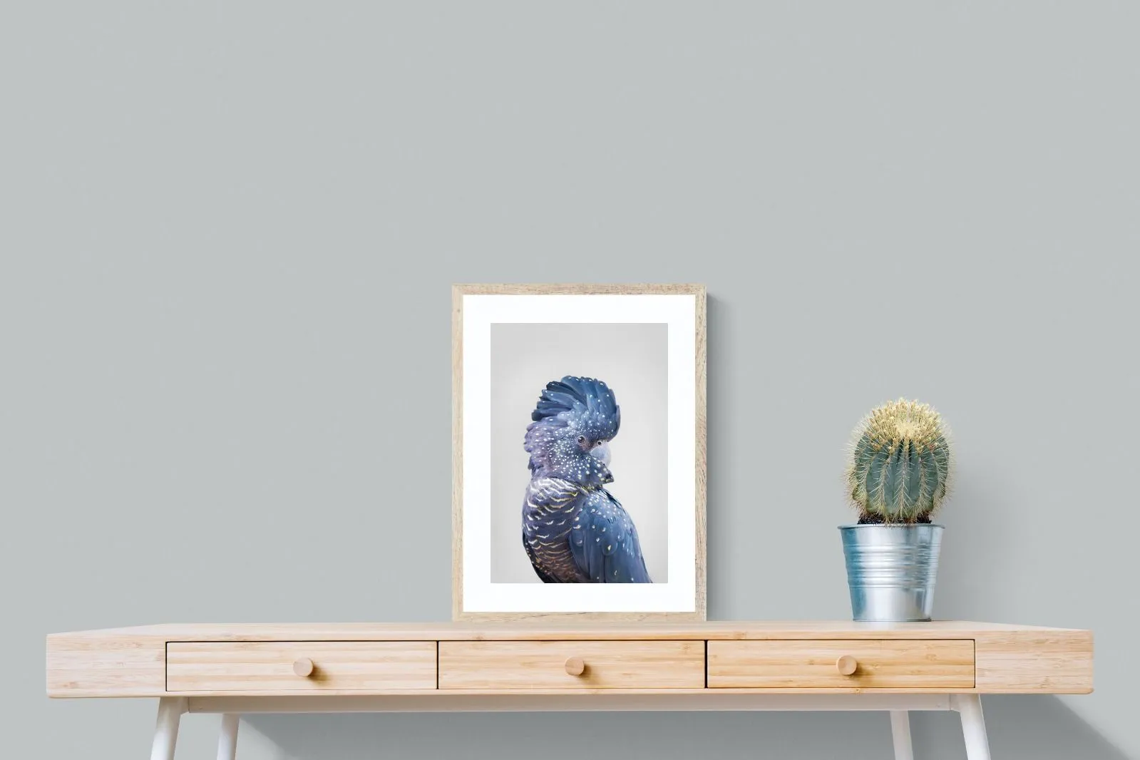 Blue Cockatoo