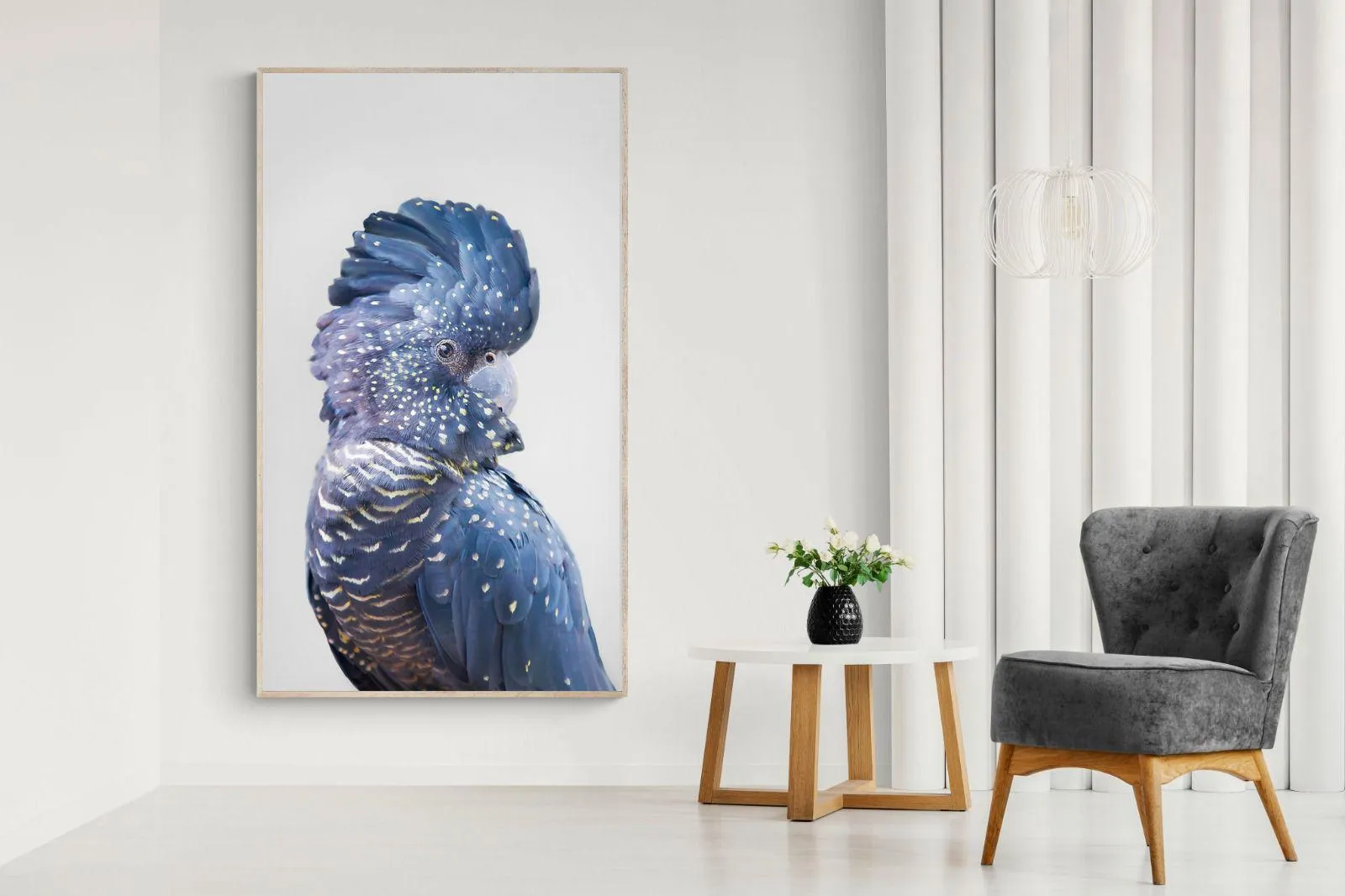 Blue Cockatoo