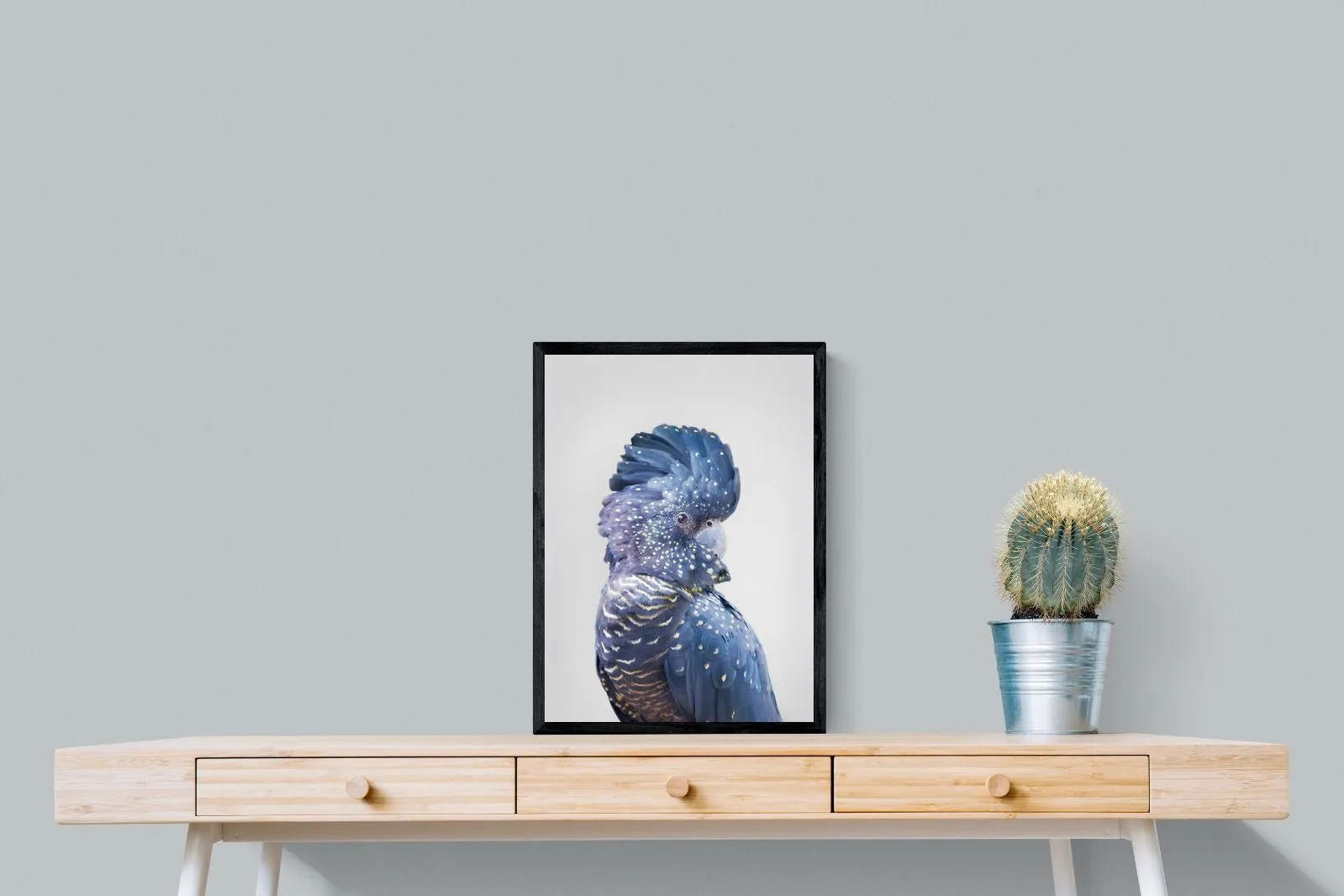 Blue Cockatoo