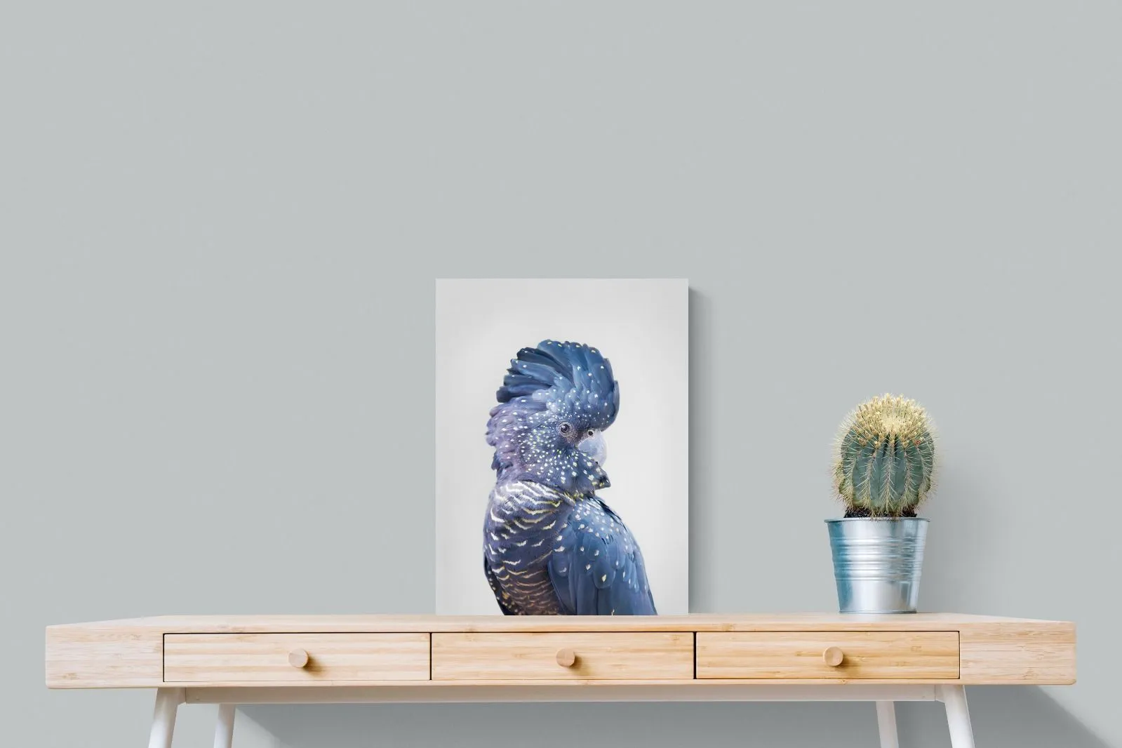 Blue Cockatoo