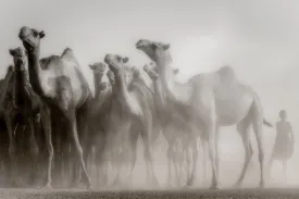 Camels in the Dust